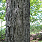 Shagbark Hickory
