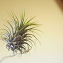Air plant (epiphyte)