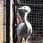 Blue Crane