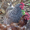 Chickens