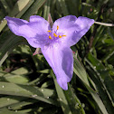 Ohio Spiderwort