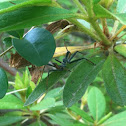Wheel bug (nymph)