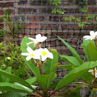 Frangipani