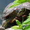 Red-Eared Slider