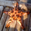 star fish