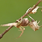 Crab spider
