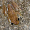 Australian Lace-lid
