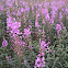 Fireweed