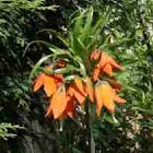 Crown Imperial