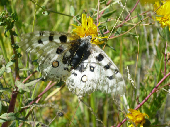 Spotting Image 1