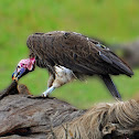 Lappet-faced Vulture