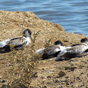 Pied avocets (6 weeks)