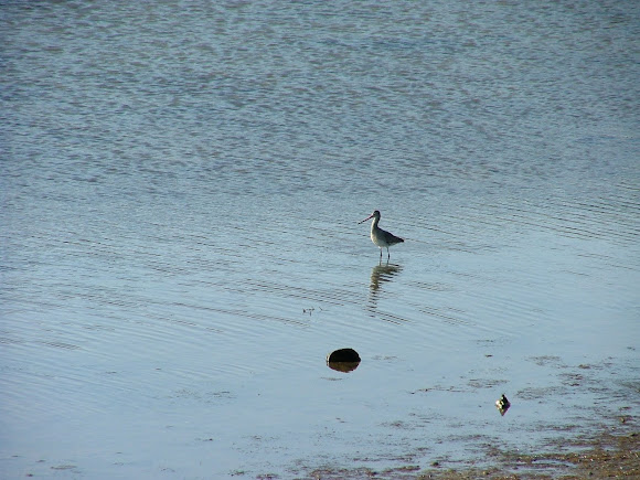 Spotting Image 1