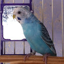 Parakeet