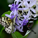 Rice Paper Butterfly