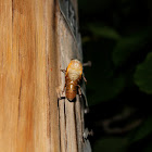 17 year cicada (brood II)