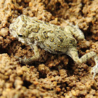 Cane Toad (juvenile)