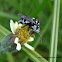 neon cuckoo bee