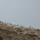 Western Gulls and Heermann's Gulls