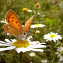 Common Copper, Czerwończyk żarek