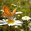 Common Copper, Czerwończyk żarek