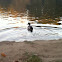 Swimming Bird