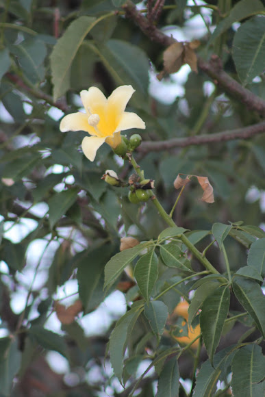 Spotting Image 1