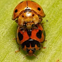 Ladybird