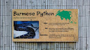 Burmese Python Placard
