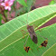 Leaf footed bug