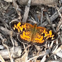 Pearl Crescent