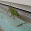 green grasshopper