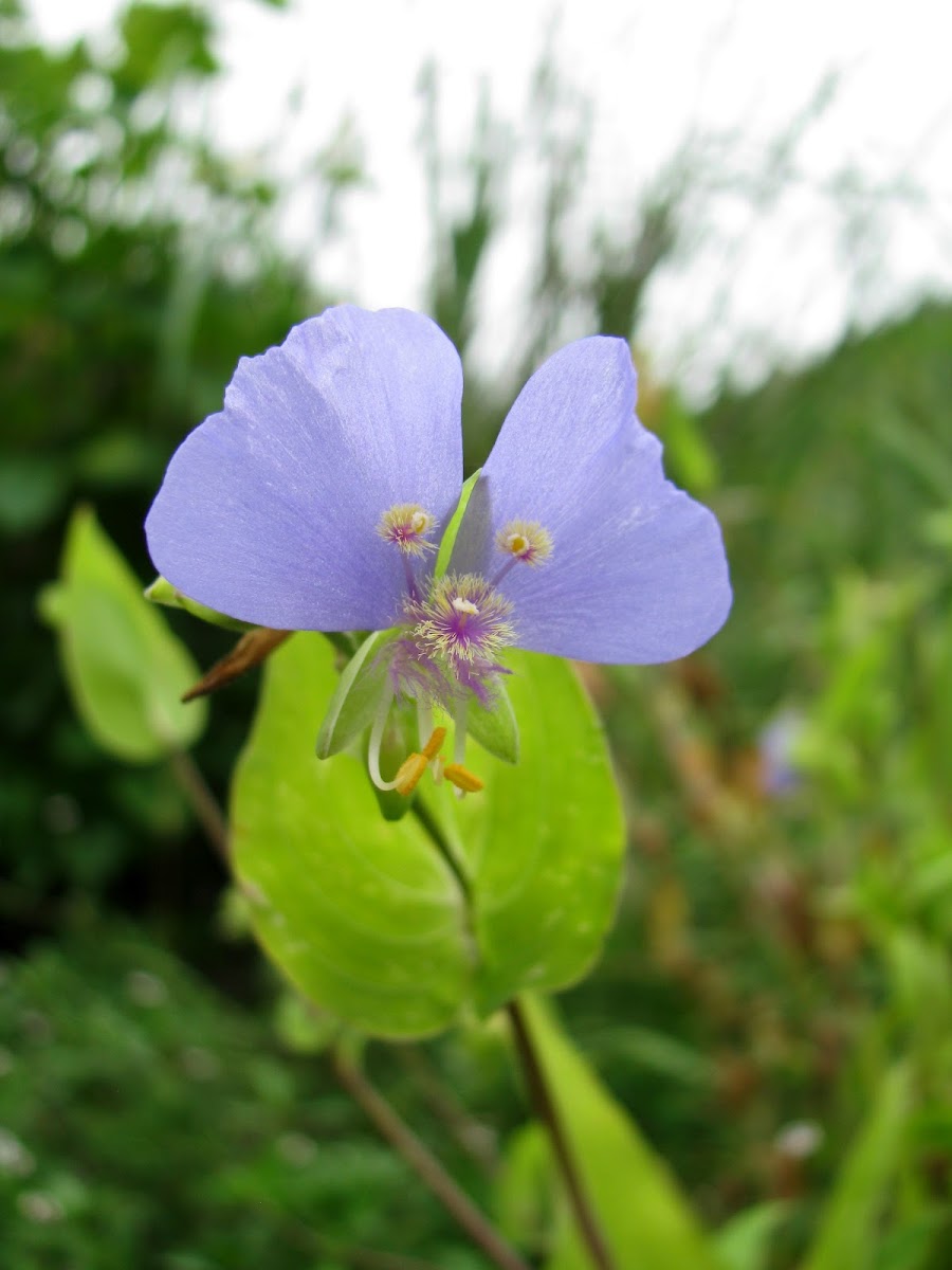 Dayflower