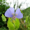 Dayflower