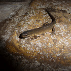 Teichmolch