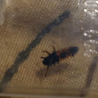 Lady beetle larvae