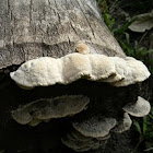 fungus
