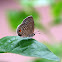 Plains Cupid, Cycad Blue