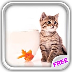 Kittens Play With Bubbles LWP.apk 1.7.2