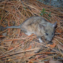 Desert Woodrat