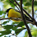 Golden Whistler