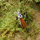 Pepsis infectada por un hongo