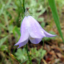 Common Harebell