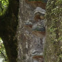 Tender Fungi