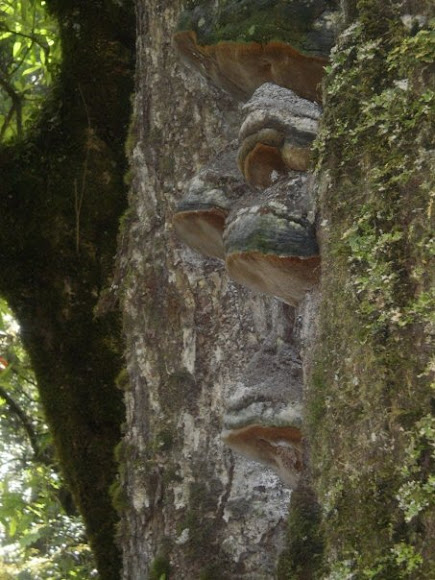 Spotting Image 1