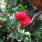 Chinese hibiscus