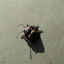Green Stink Bug (nymph)