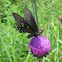 Pipevine Swallowtail