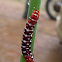 Indian Lily Moth Caterpillar Stage
