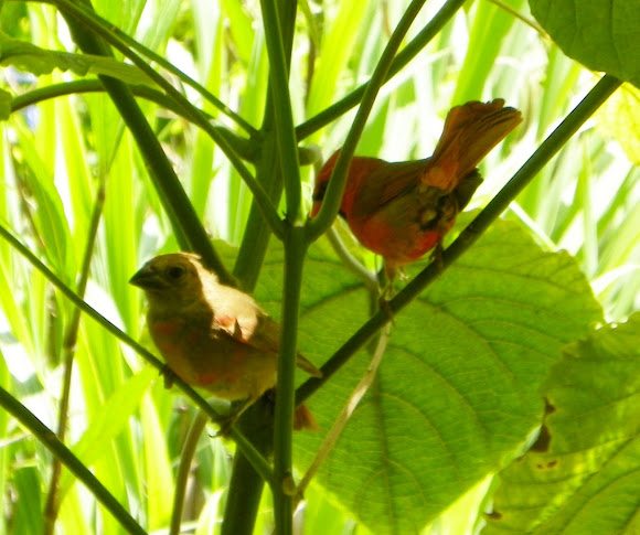 Spotting Image 1